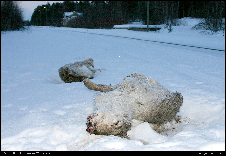 Viikon Kuva 13/2006: "Poro ja juna"
Neljän päivän pikaisen Lappi-visiitin ainoa poro-bongaus... :(
Avainsanat: onnettomuus poro ViikonKuva