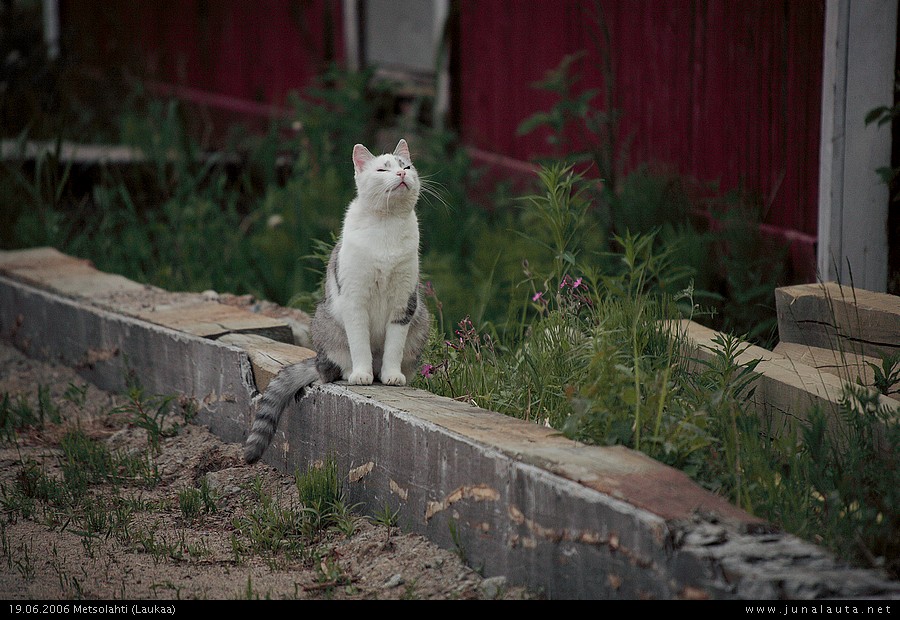 Metsolahden kaunein!
"kurrrrrrr..... Minäkö Metsolahden kaunein... 
NO TIETENKIN MINÄ OLEN! 
Otas nyt niitä kuvia kun poseeraan mahdollisimman vaatimattoman näköisenä.. "
Avainsanat: Mirrikuva