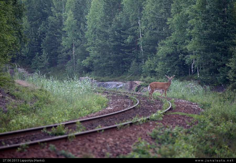 Peura @ Lappohja 27.06.2013
Tämän piti olla [i]deeverijahti[/i] - EI [i]peurajahti[/i]! :)
Avainsanat: peura 20130627