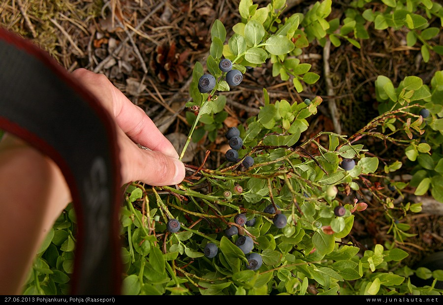 Mustikoita kesäkuussa! <3
Mustikkasesonki on käynnistynyt! 

[Hups, sijaintitieto korjattu 03.07.2013 01:10]
Avainsanat: 20130627